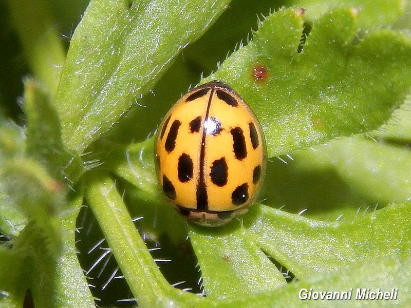 Harmonia axyridis e Propylea quatuordecimpunctata